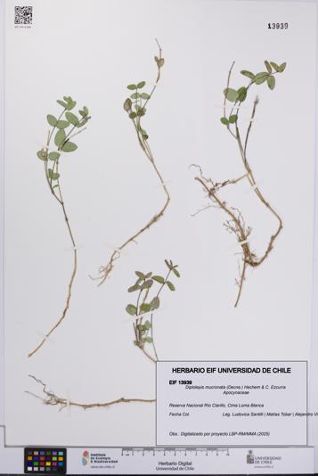 Diplolepis mucronata [Espécimen: UCH:EIF:0013939]