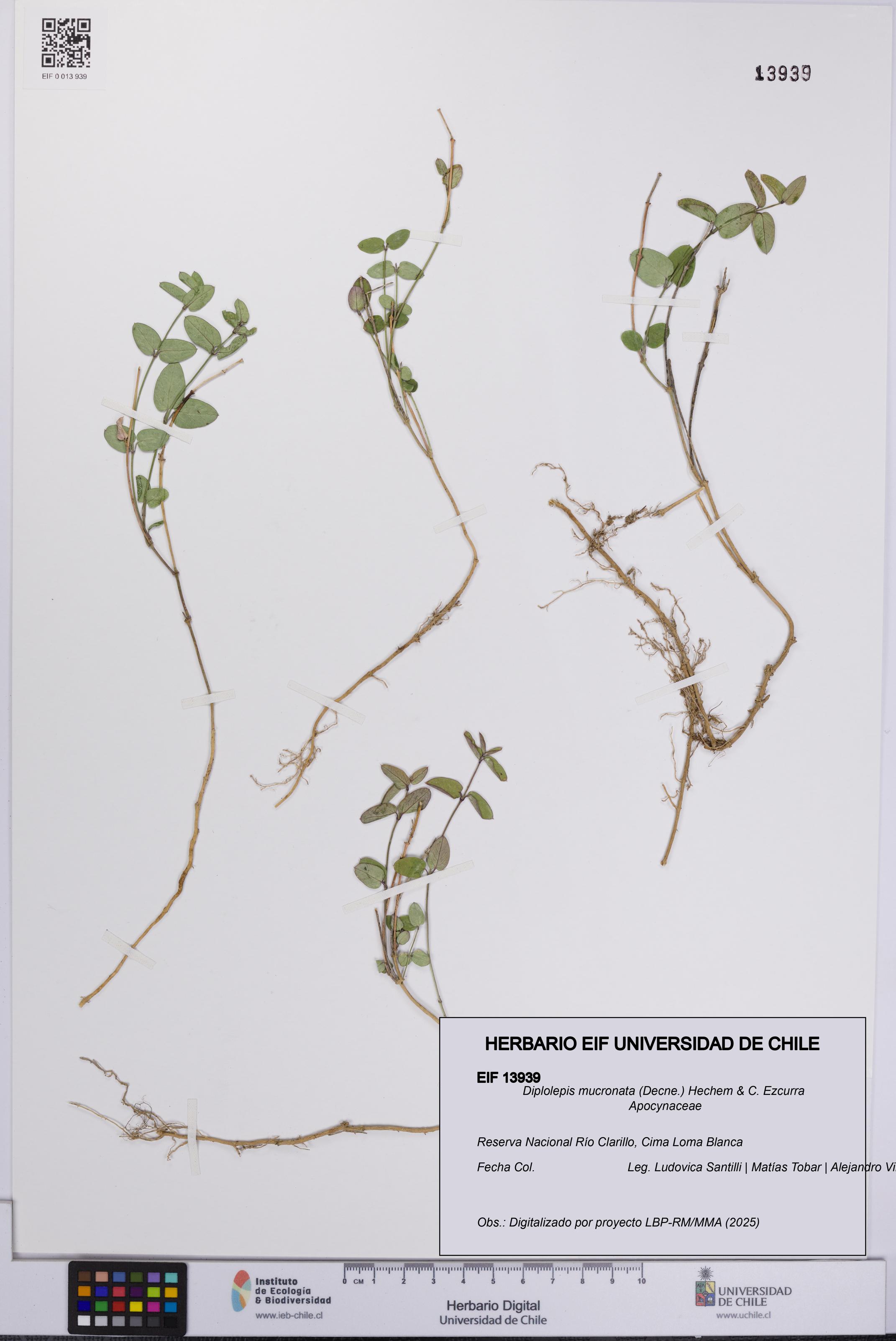 Diplolepis mucronata [Espécimen: UCH:EIF:0013939]