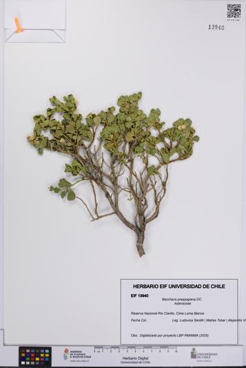 Baccharis poeppigiana [Espécimen: UCH:EIF:0013940]
