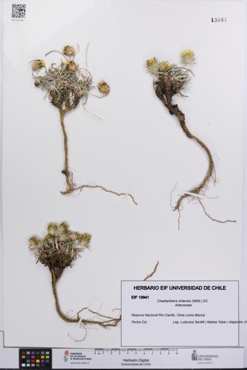Chaetanthera chilensis [Espécimen: UCH:EIF:0013941]