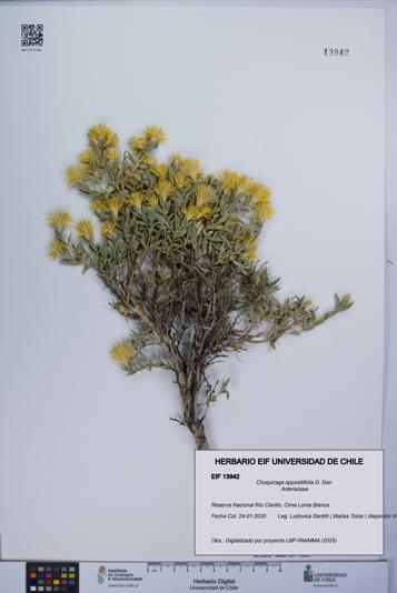 Chuquiraga oppositifolia [Espécimen: UCH:EIF:0013942]
