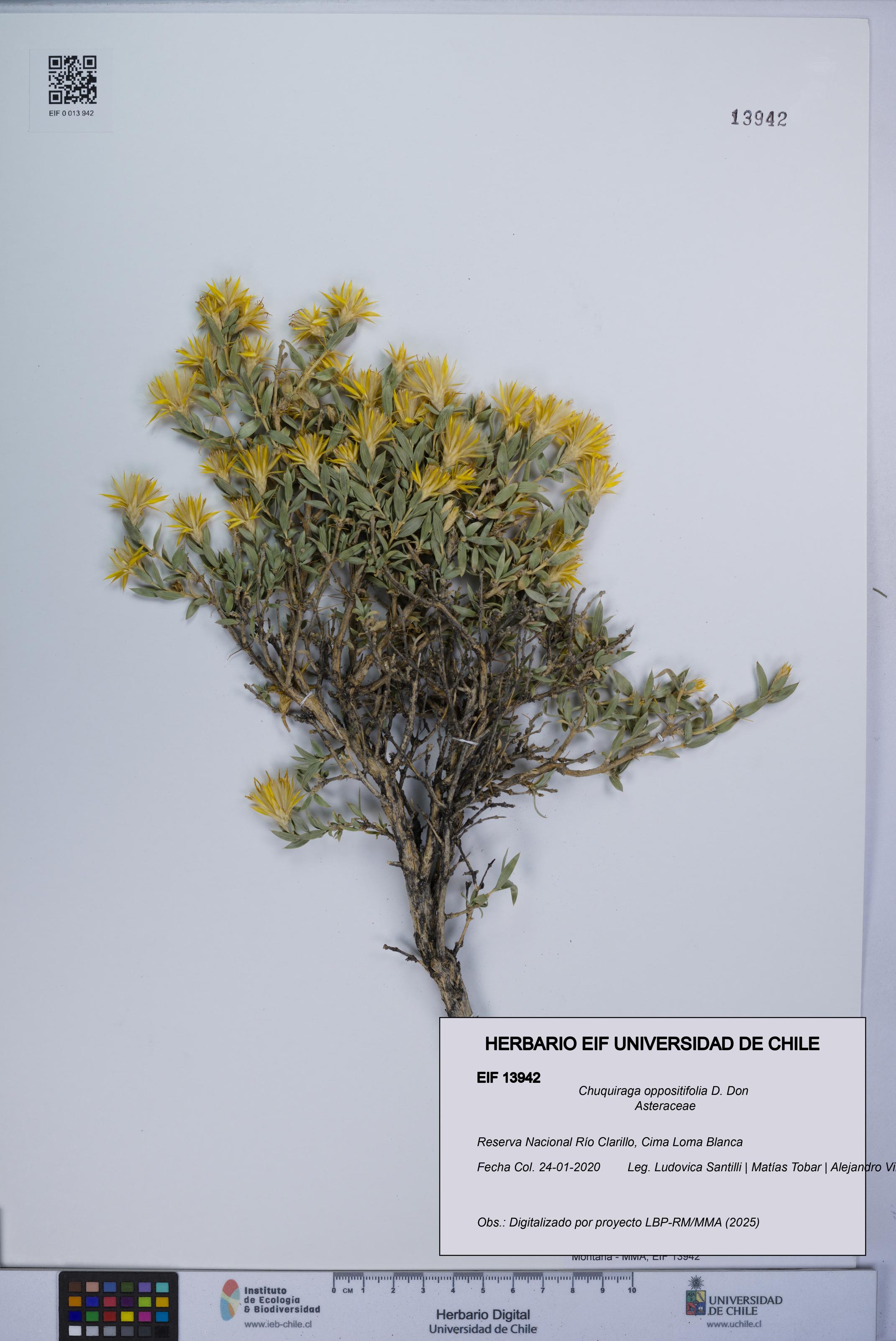 Chuquiraga oppositifolia [Espécimen: UCH:EIF:0013942]