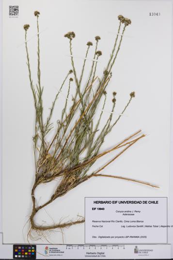 Conyza andina [Espécimen: UCH:EIF:0013943]