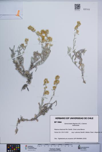 Gamochaeta filaginea [Espécimen: UCH:EIF:0013944]