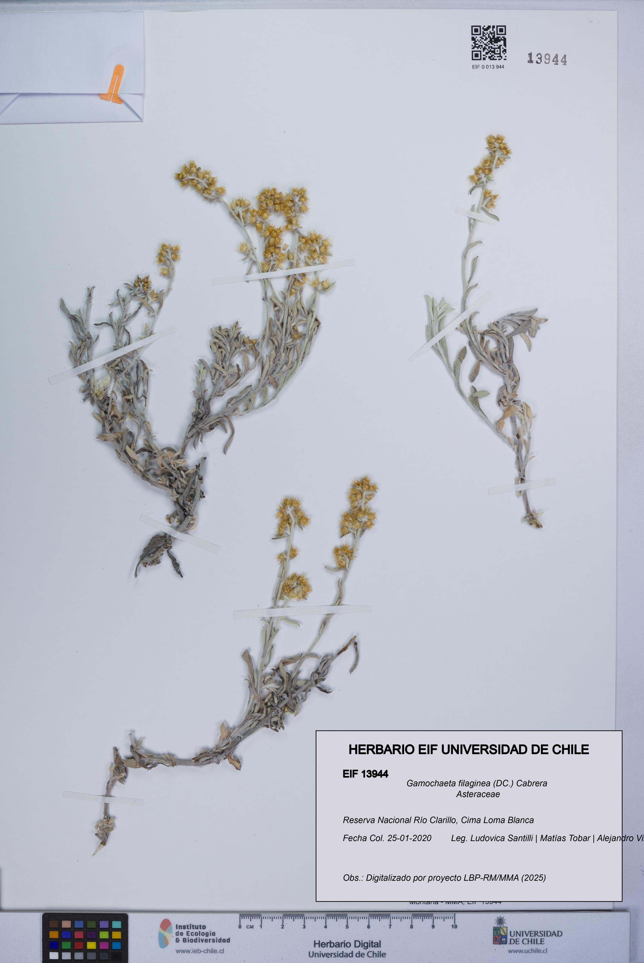 Gamochaeta filaginea [Espécimen: UCH:EIF:0013944]