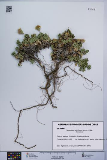Haplopappus anthylloides [Espécimen: UCH:EIF:0013945]