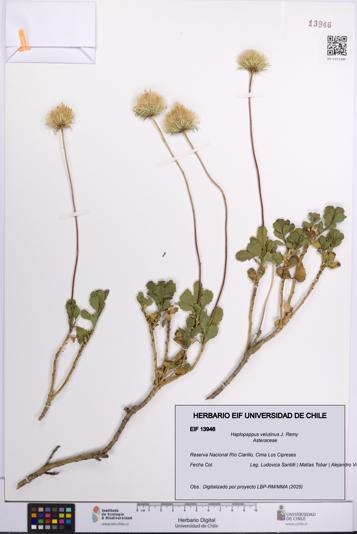 Haplopappus velutinus [Espécimen: UCH:EIF:0013946]