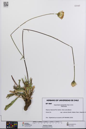 Hypochaeris apargioides [Espécimen: UCH:EIF:0013947]