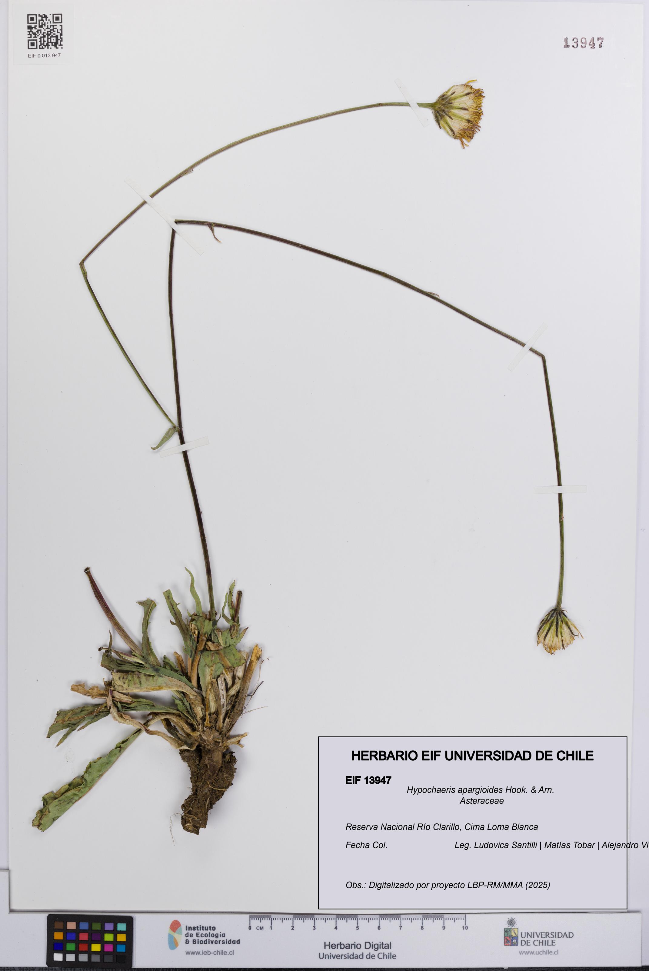 Hypochaeris apargioides [Espécimen: UCH:EIF:0013947]