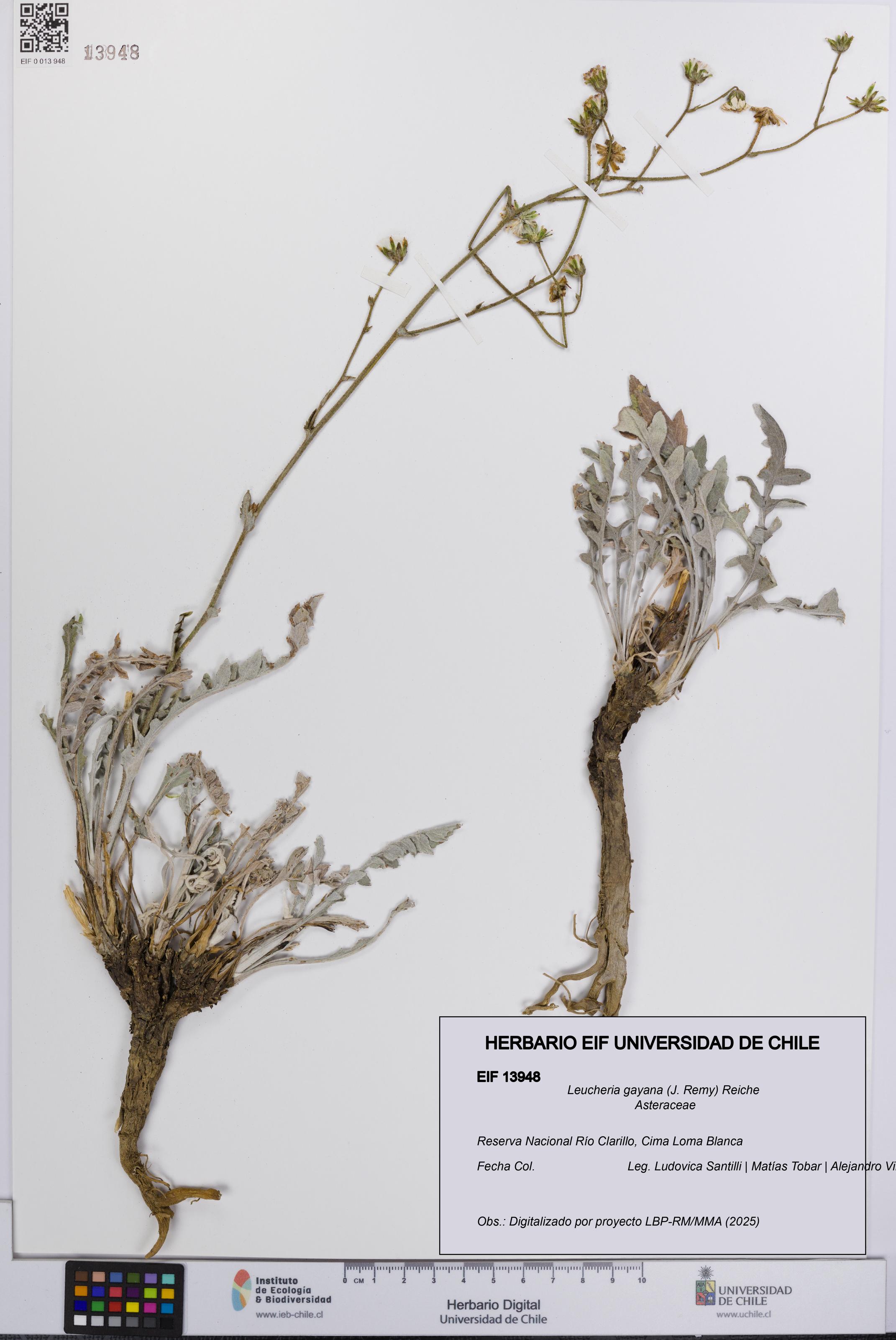 Leucheria gayana [Espécimen: UCH:EIF:0013948]