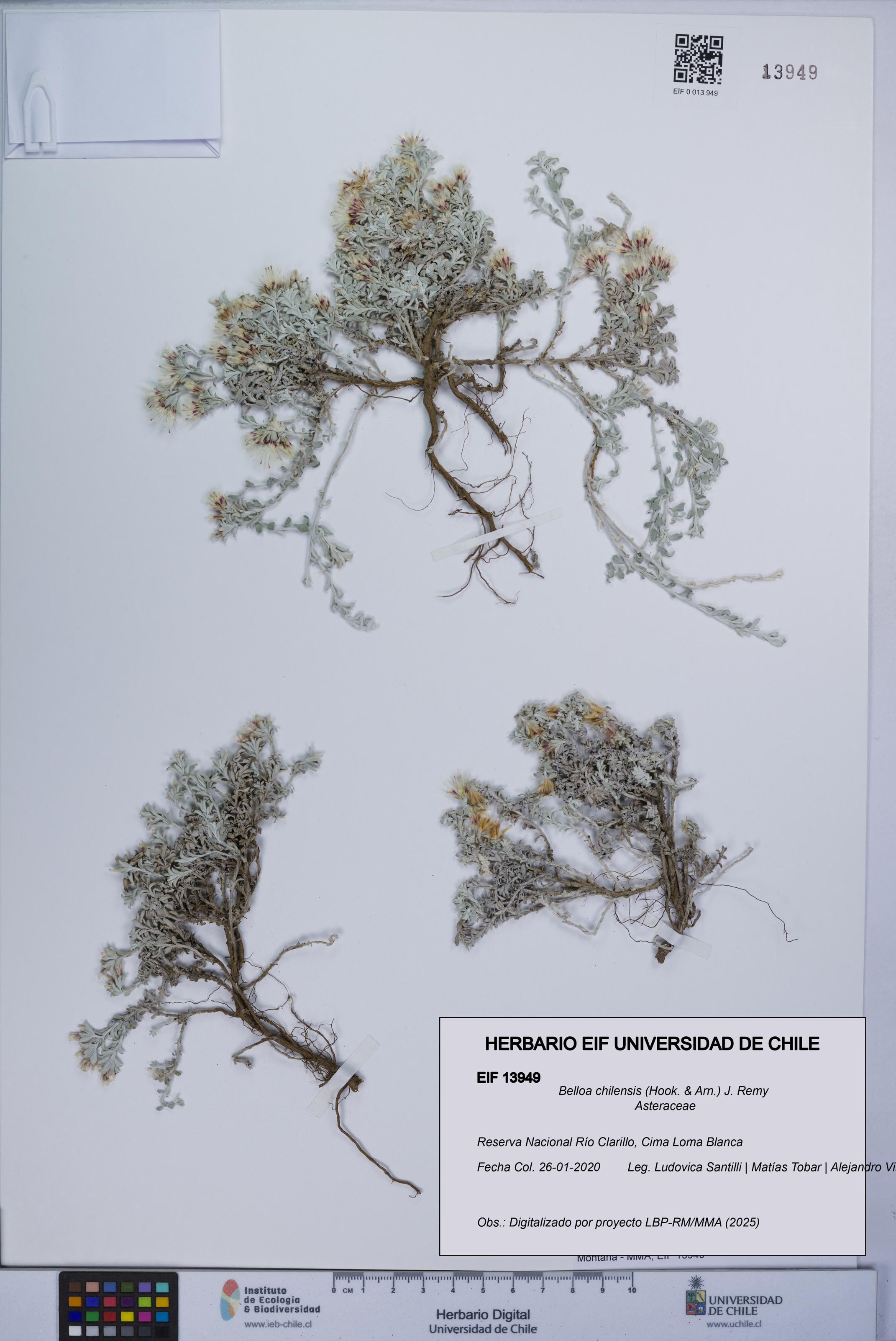 Belloa chilensis [Espécimen: UCH:EIF:0013949]