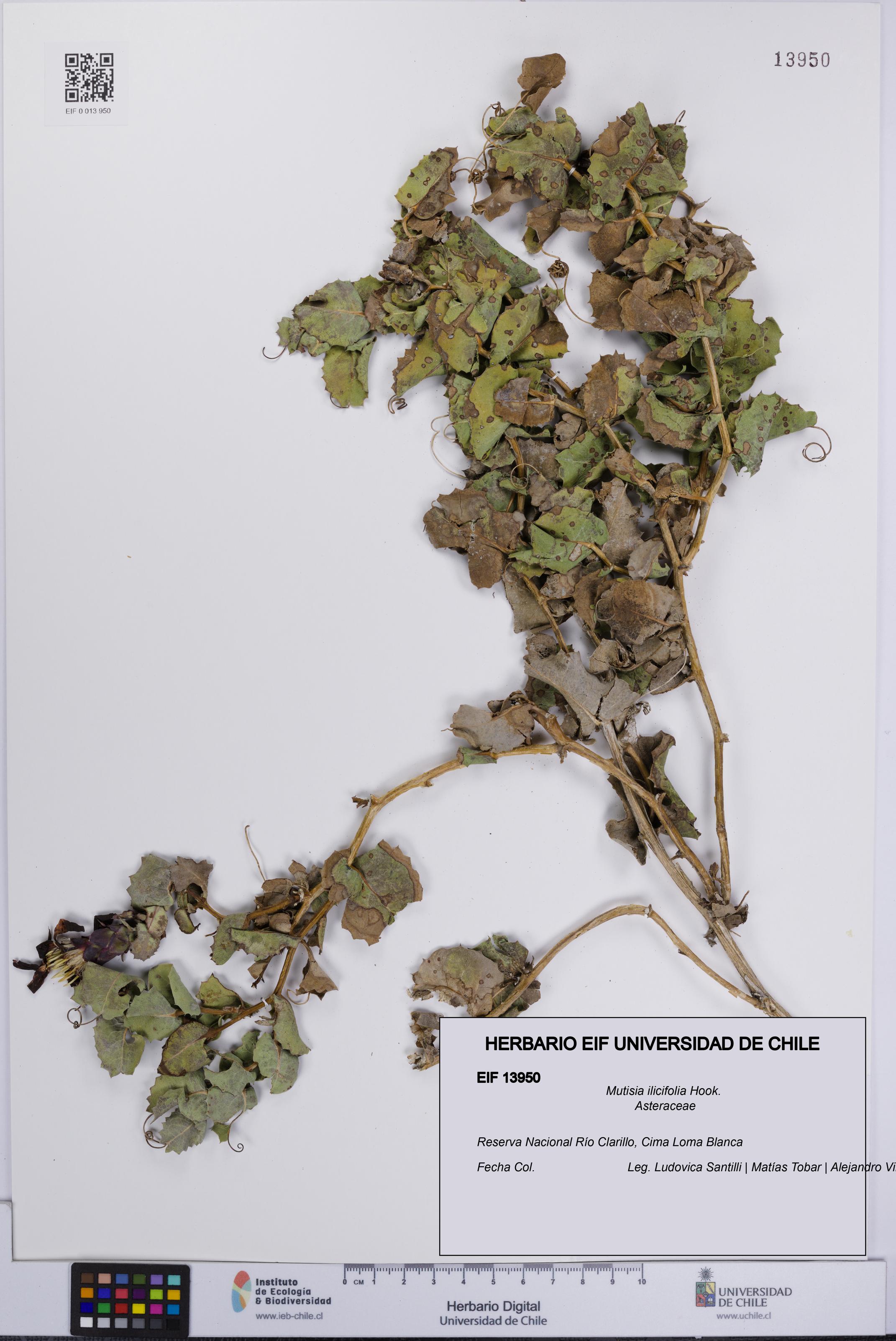 Mutisia ilicifolia [Espécimen: UCH:EIF:0013950]