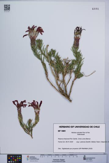 Mutisia subulata [Espécimen: UCH:EIF:0013951]
