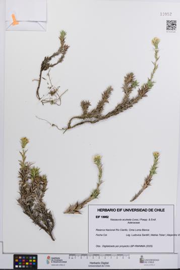 Nassauvia aculeata [Espécimen: UCH:EIF:0013952]