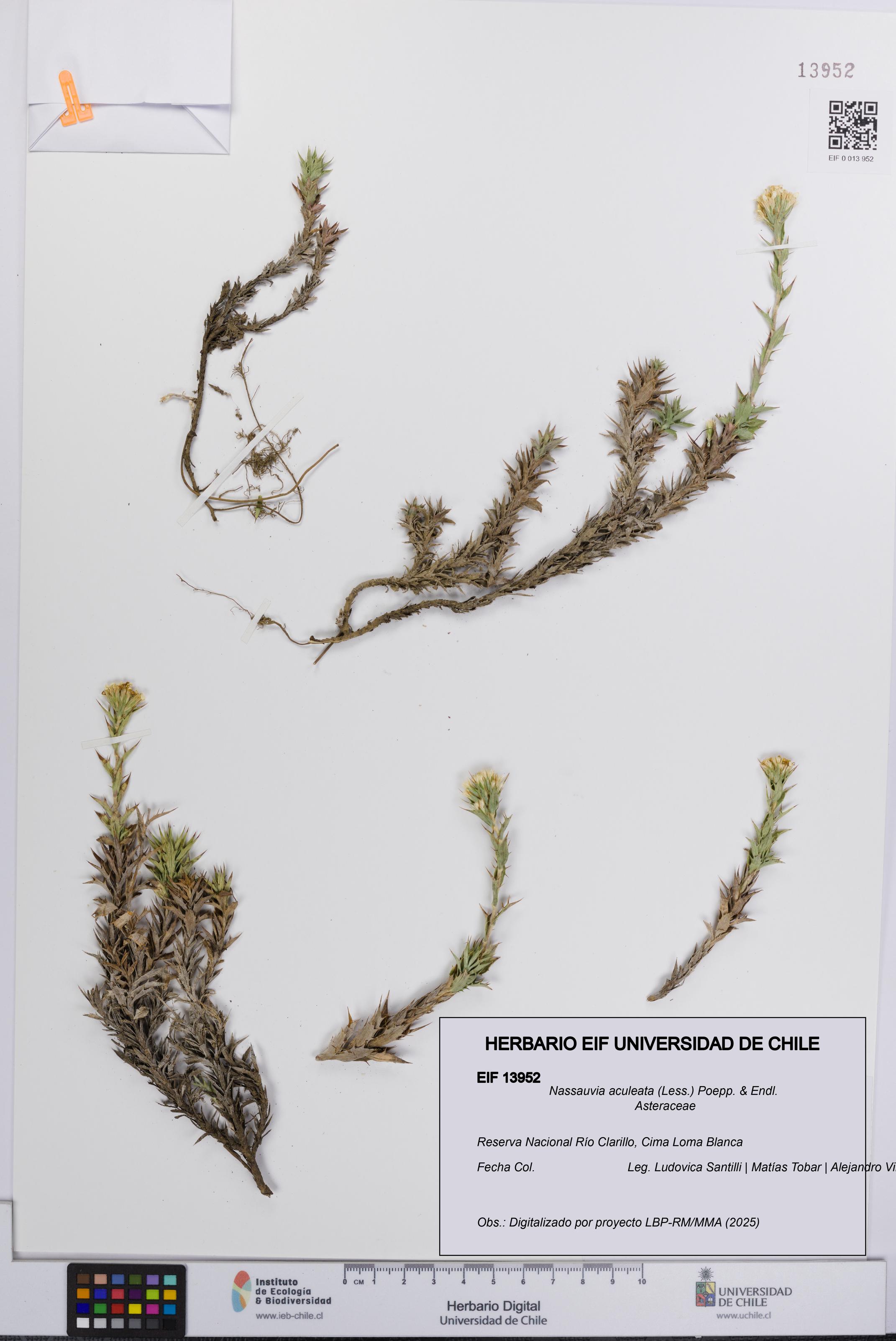 Nassauvia aculeata [Espécimen: UCH:EIF:0013952]