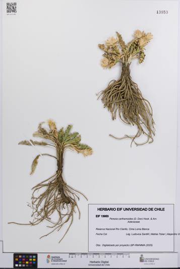 Perezia carthamoides [Espécimen: UCH:EIF:0013953]