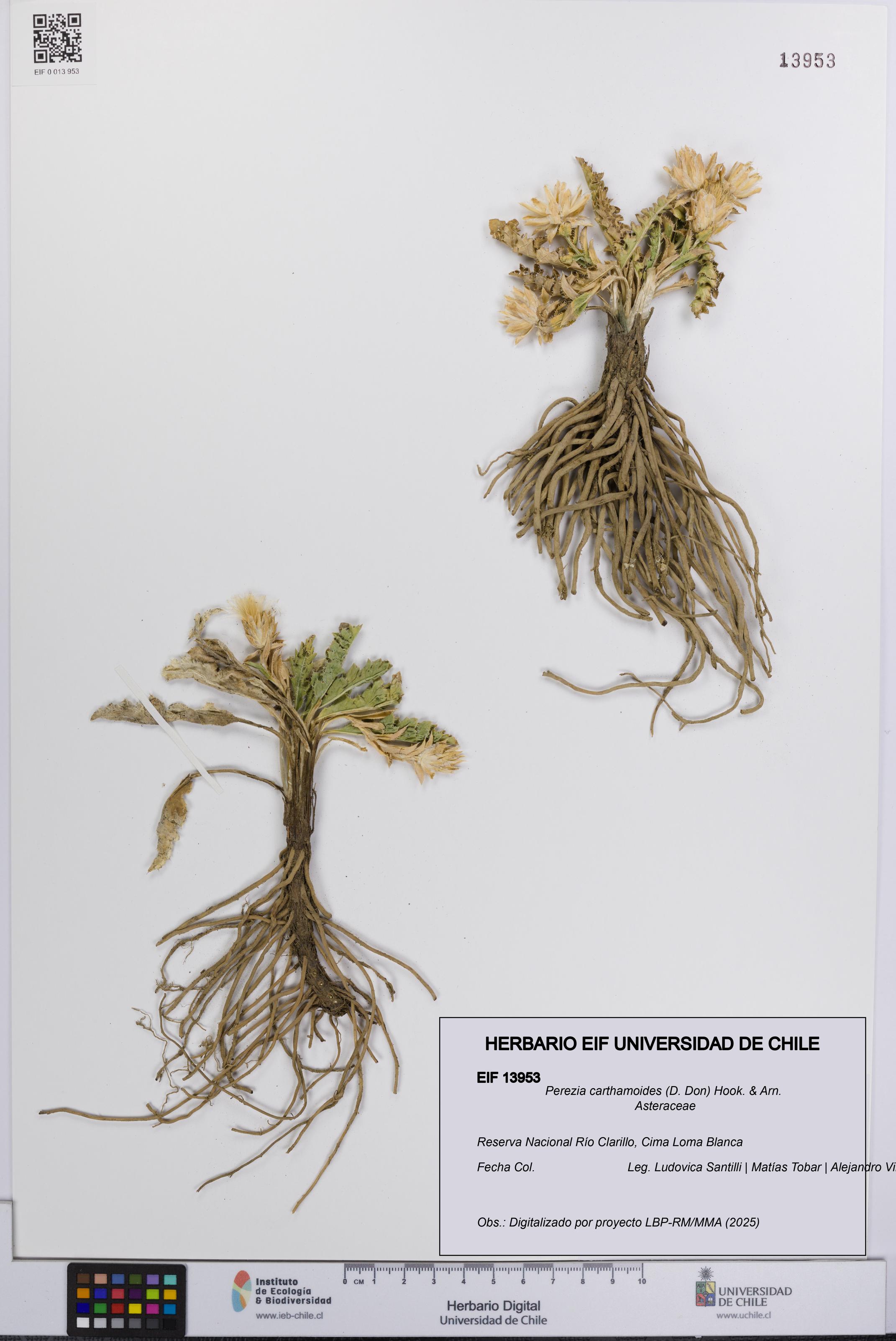 Perezia carthamoides [Espécimen: UCH:EIF:0013953]