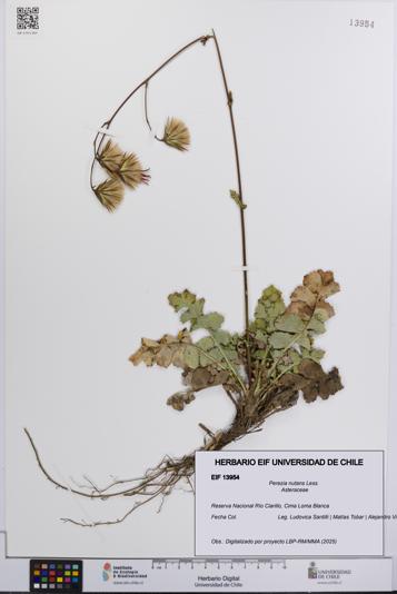 Perezia nutans [Espécimen: UCH:EIF:0013954]