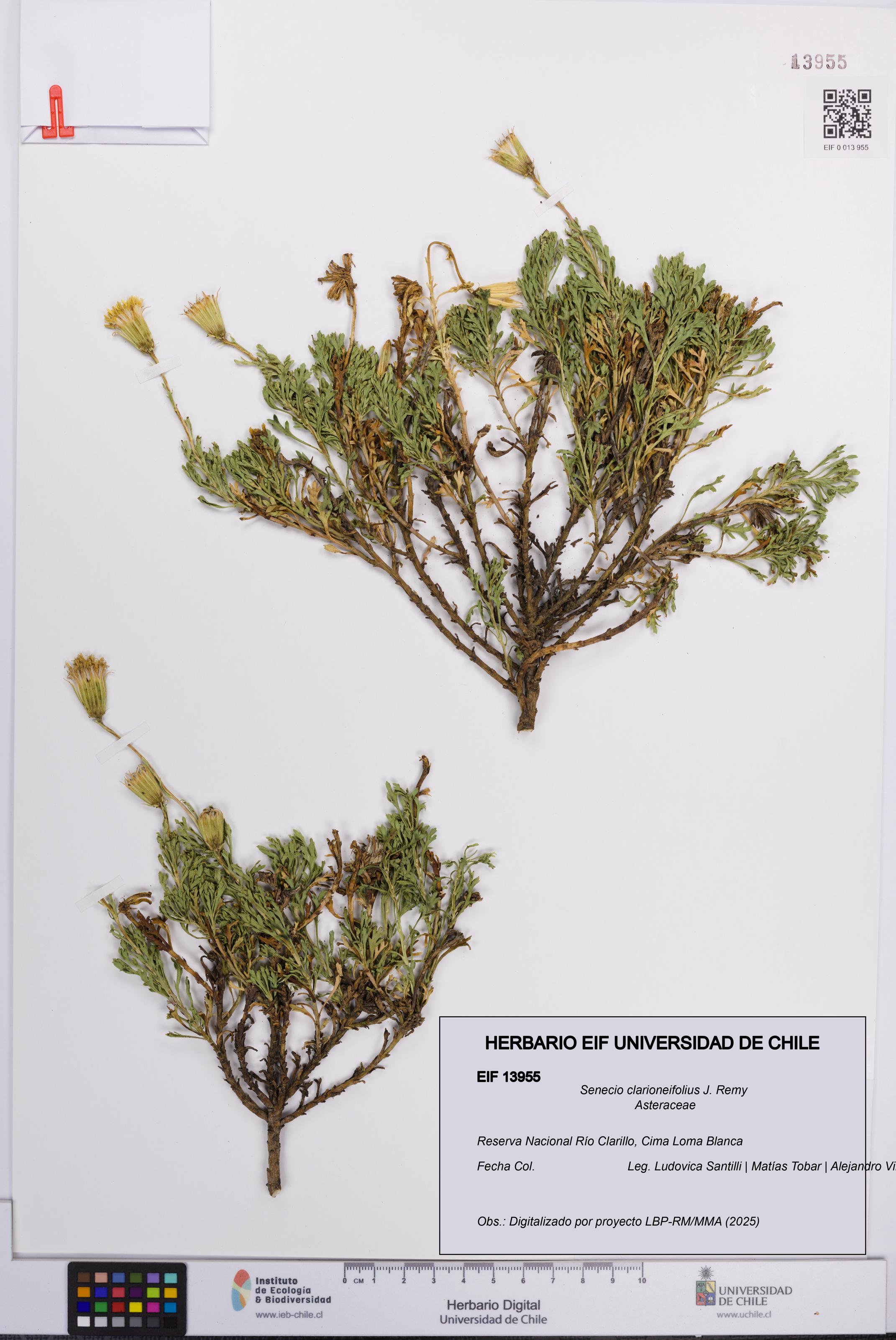 Senecio clarioneifolius [Espécimen: UCH:EIF:0013955]