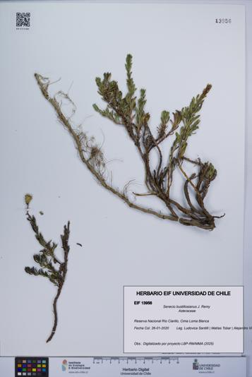 Senecio bustillosianus [Espécimen: UCH:EIF:0013956]