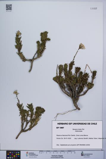 Senecio tristis [Espécimen: UCH:EIF:0013957]