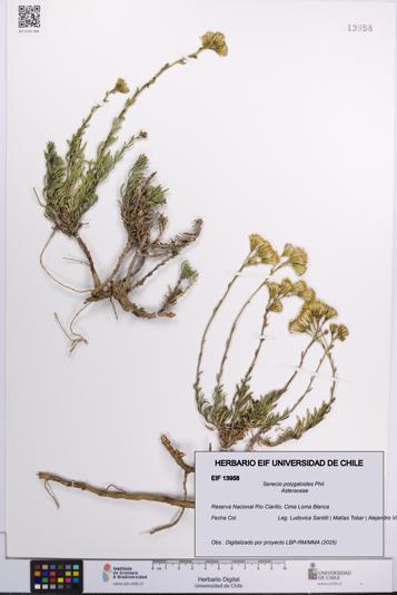 Senecio polygaloides [Espécimen: UCH:EIF:0013958]