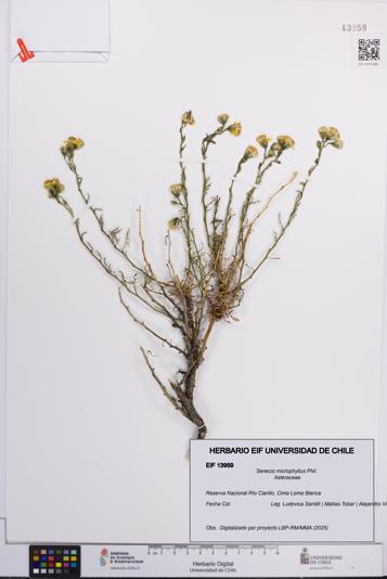 Senecio microphyllus [Espécimen: UCH:EIF:0013959]