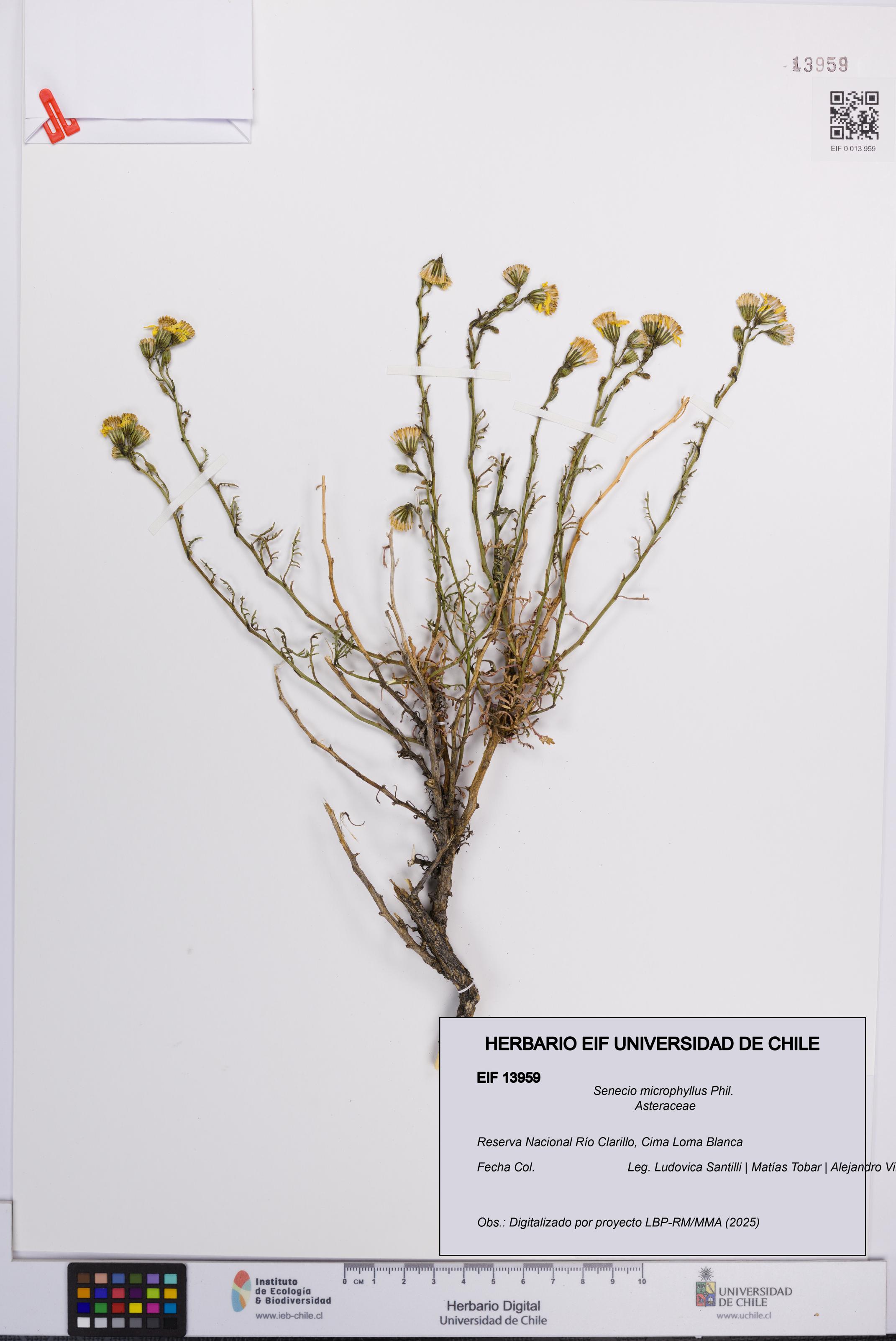 Senecio microphyllus [Espécimen: UCH:EIF:0013959]
