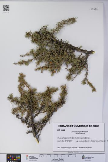Berberis empetrifolia [Espécimen: UCH:EIF:0013960]