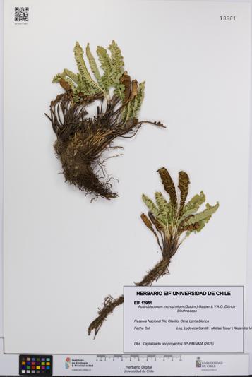 Austroblechnum microphyllum [Espécimen: UCH:EIF:0013961]