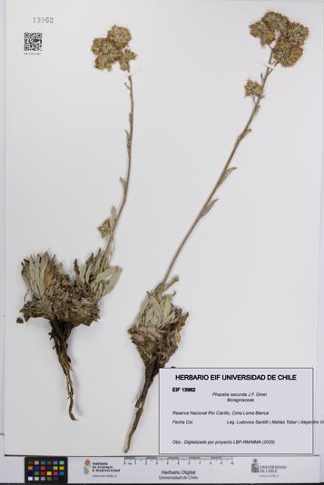 Phacelia secunda [Espécimen: UCH:EIF:0013962]