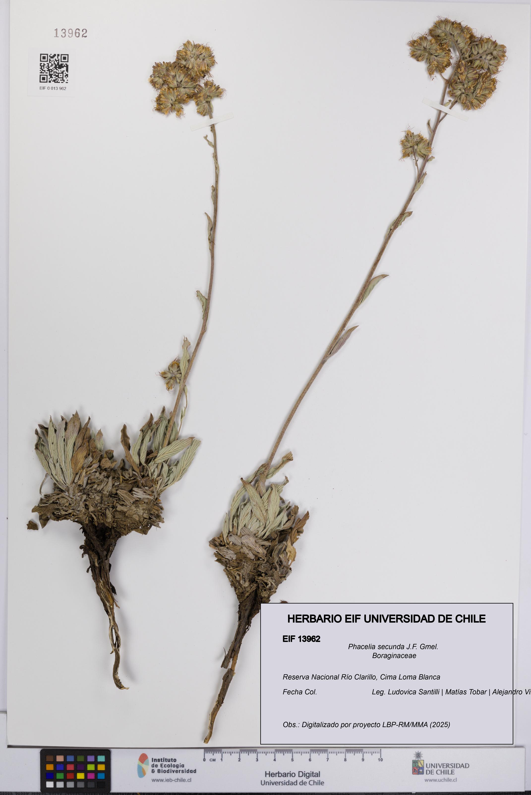 Phacelia secunda [Espécimen: UCH:EIF:0013962]