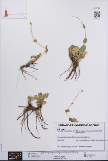 Calceolaria corymbosa subsp. mimuloides [Espécimen: UCH:EIF:0013963]