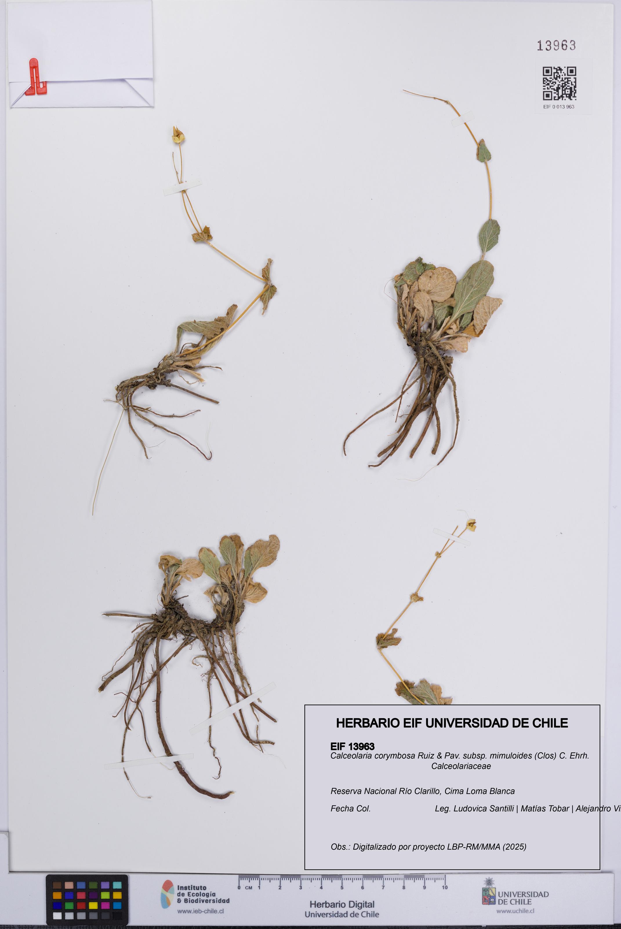 Calceolaria corymbosa subsp. mimuloides [Espécimen: UCH:EIF:0013963]