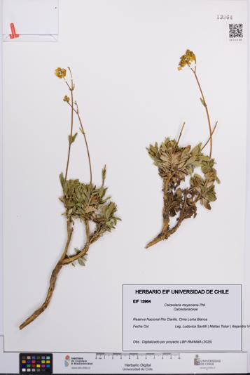 Calceolaria meyeniana [Espécimen: UCH:EIF:0013964]