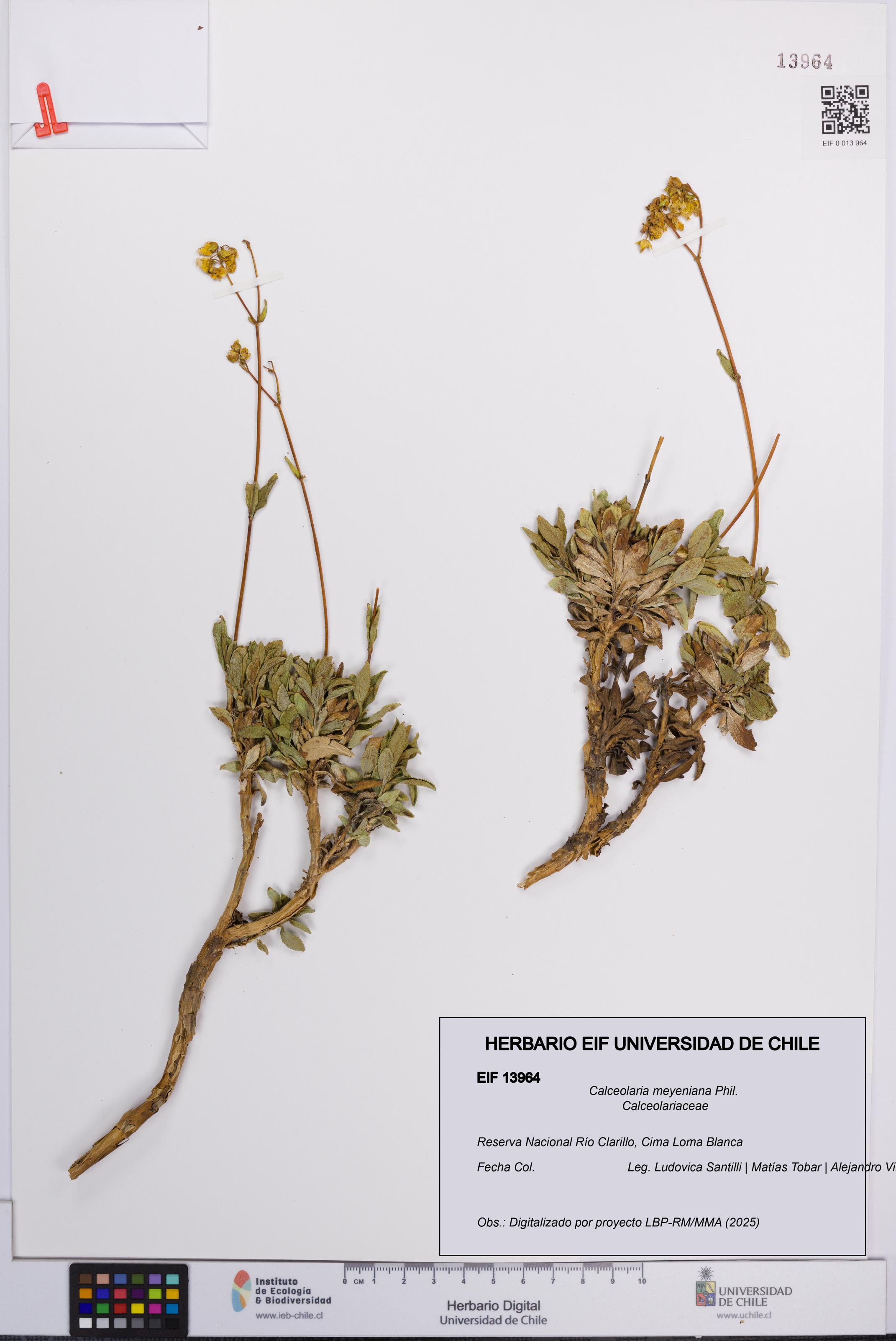 Calceolaria meyeniana [Espécimen: UCH:EIF:0013964]