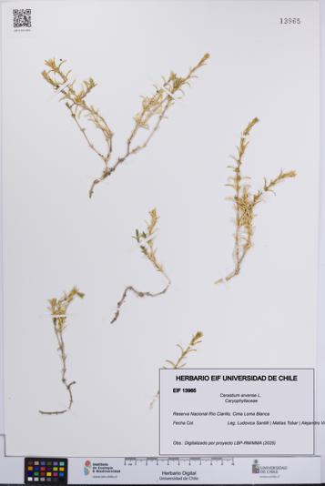 Cerastium arvense [Espécimen: UCH:EIF:0013965]