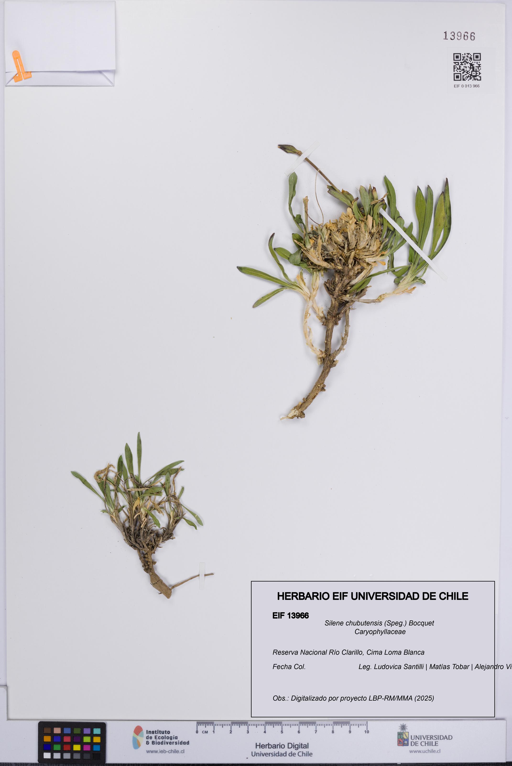 Silene chubutensis [Espécimen: UCH:EIF:0013966]