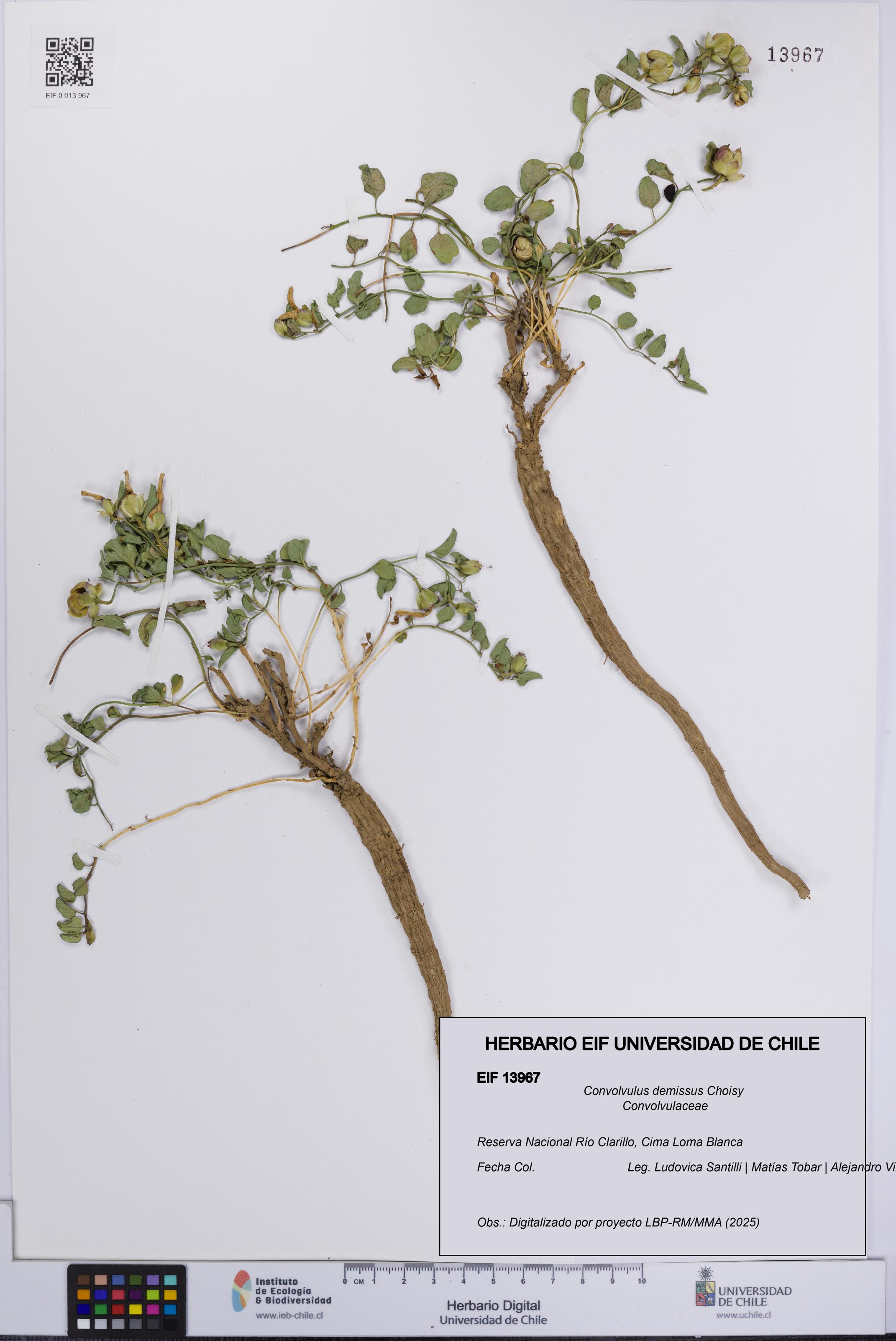 Convolvulus demissus [Espécimen: UCH:EIF:0013967]