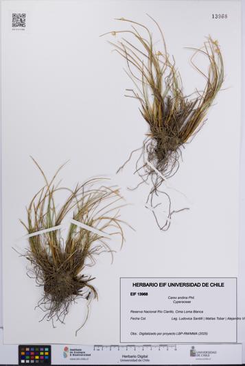 Carex andina [Espécimen: UCH:EIF:0013968]