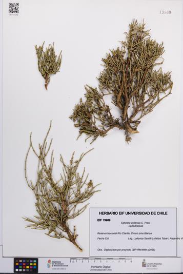 Ephedra chilensis [Espécimen: UCH:EIF:0013969]