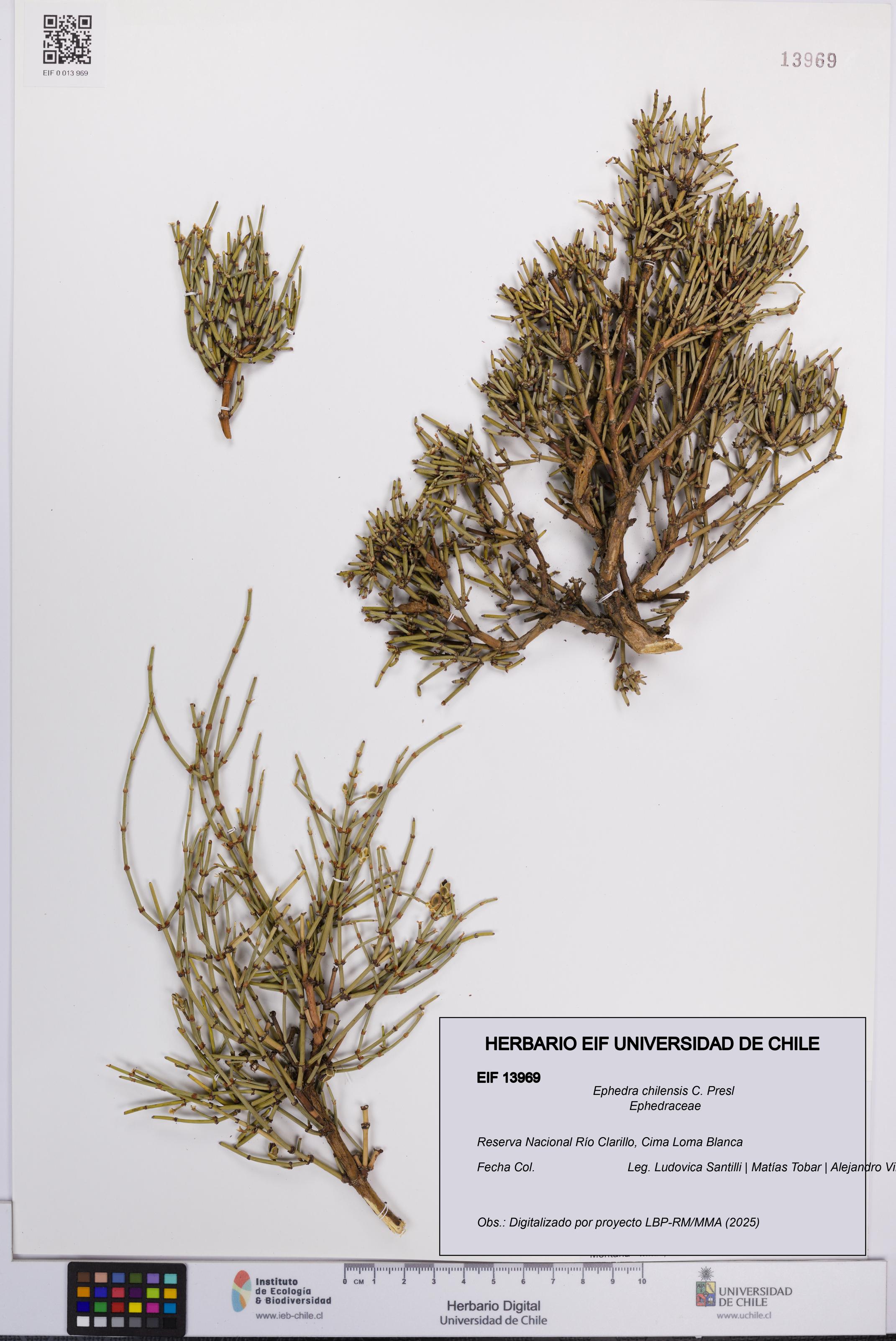 Ephedra chilensis [Espécimen: UCH:EIF:0013969]