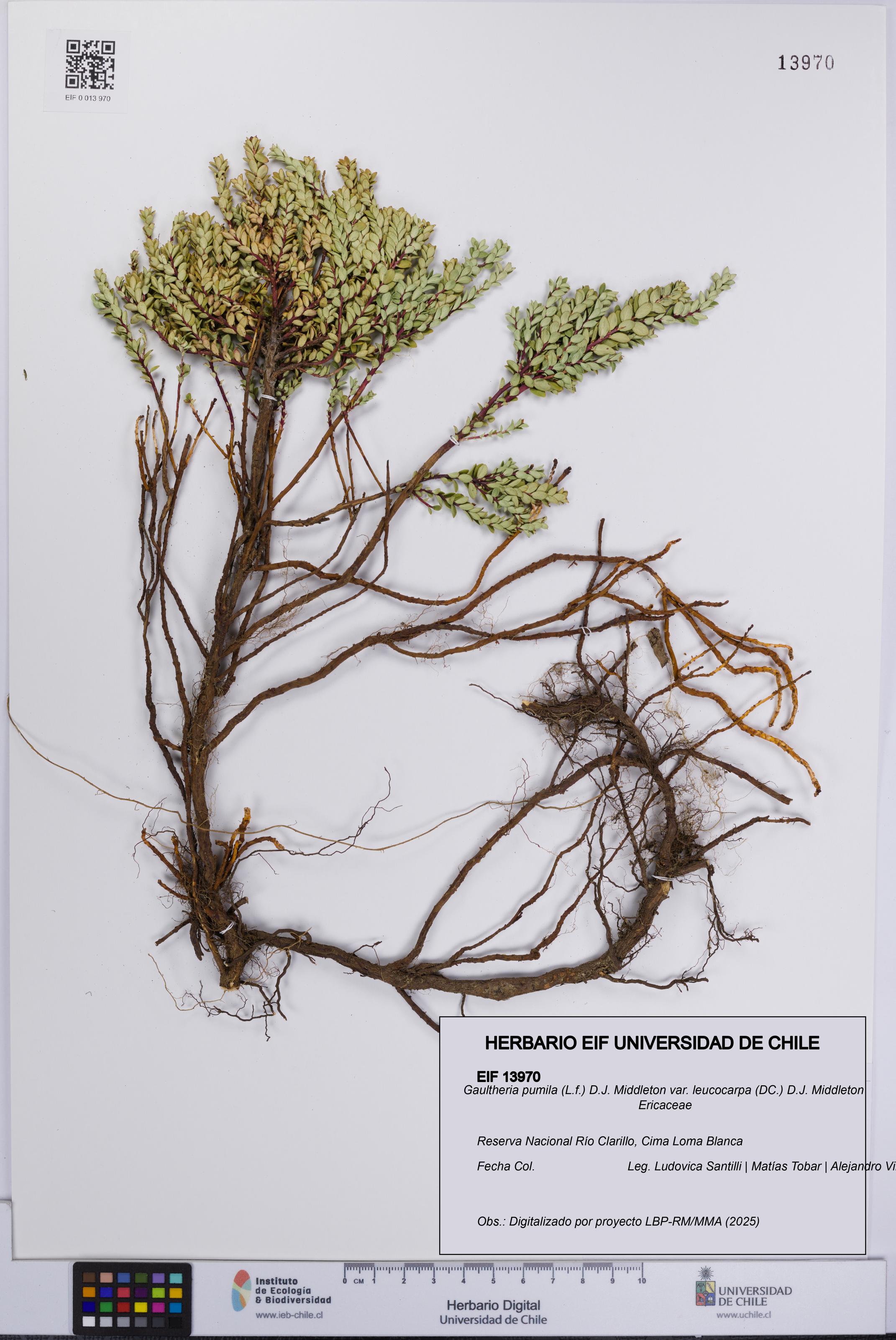 Gaultheria pumila var. leucocarpa [Espécimen: UCH:EIF:0013970]