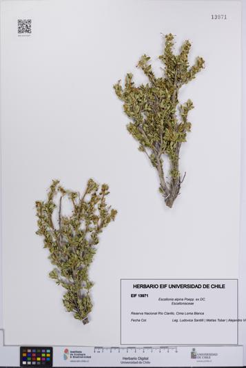 Escallonia alpina [Espécimen: UCH:EIF:0013971]