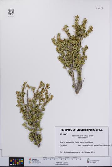 Escallonia alpina [Espécimen: UCH:EIF:0013971]