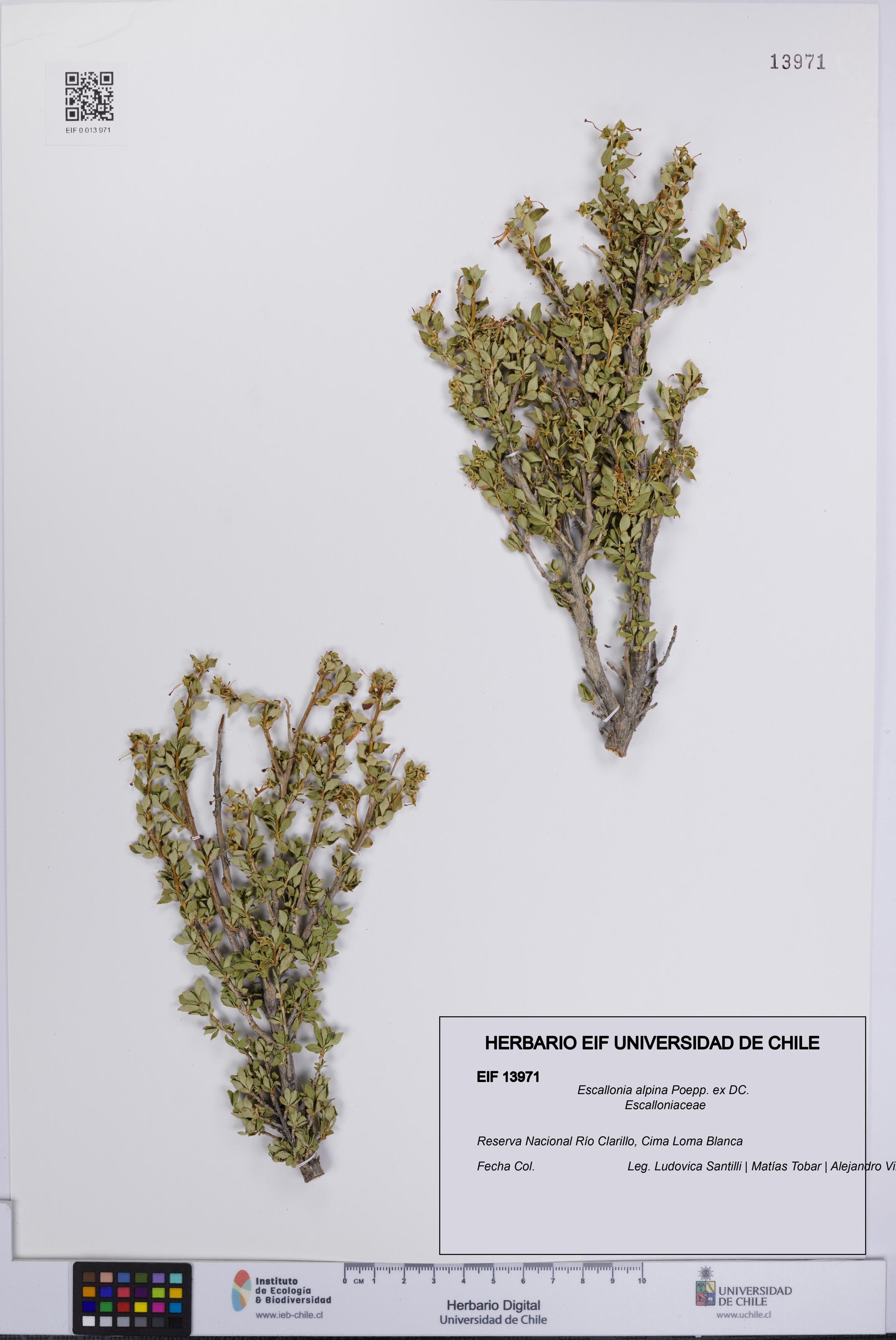 Escallonia alpina [Espécimen: UCH:EIF:0013971]