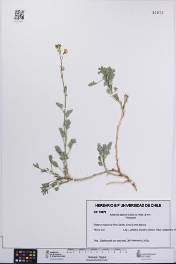 Adesmia aspera [Espécimen: UCH:EIF:0013972]