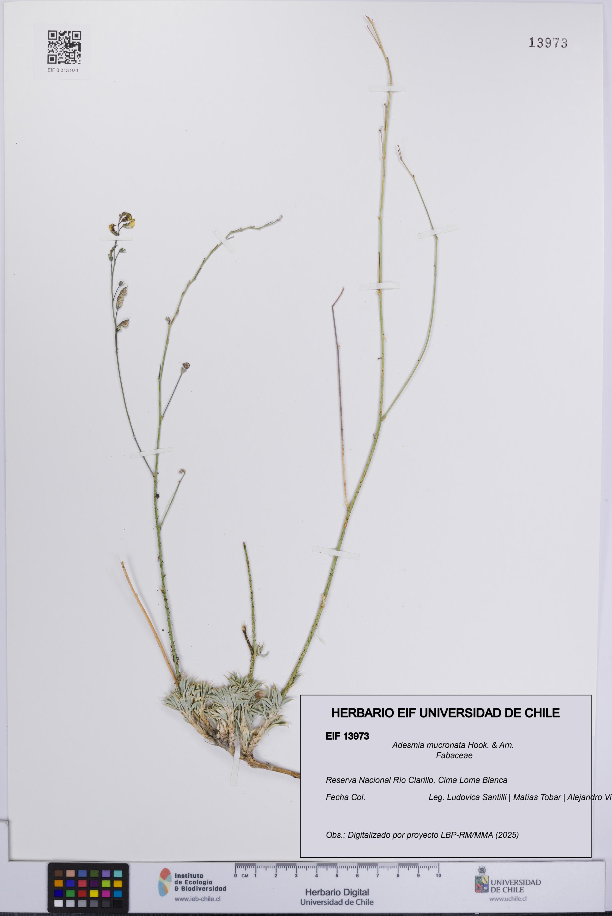 Adesmia mucronata [Espécimen: UCH:EIF:0013973]