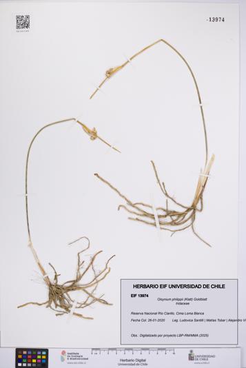 Olsynium philippii [Espécimen: UCH:EIF:0013974]