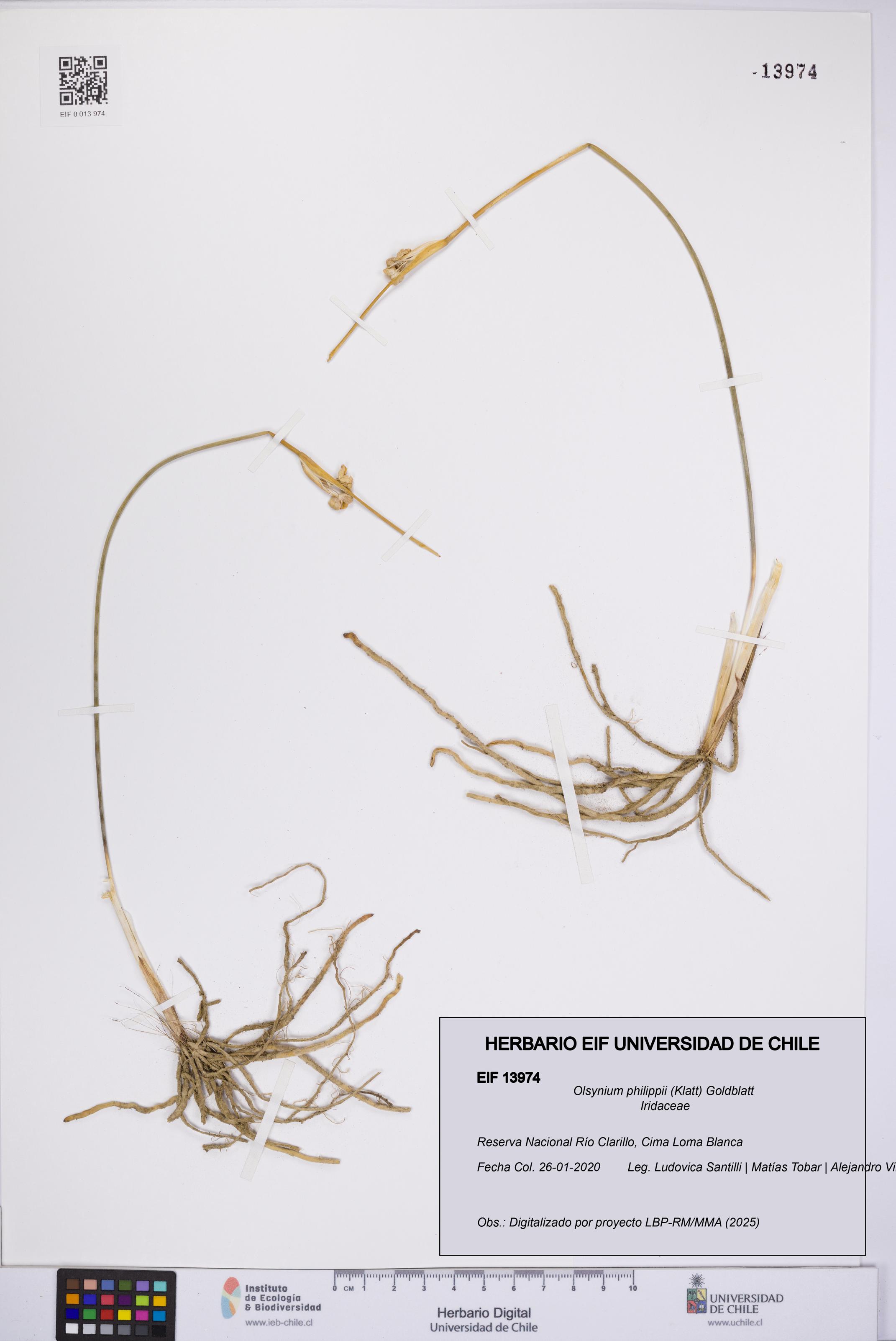 Olsynium philippii [Espécimen: UCH:EIF:0013974]